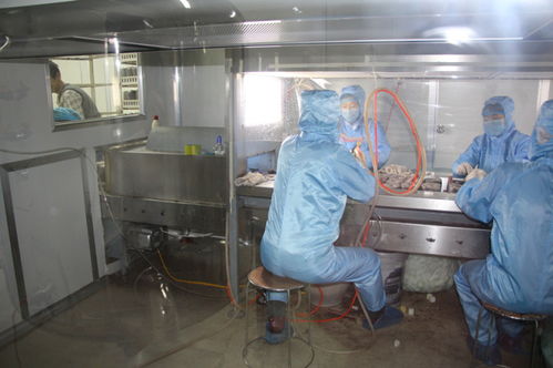 双兴新盛木耳菌包厂 优质菌包热销中，专业技术全程指导